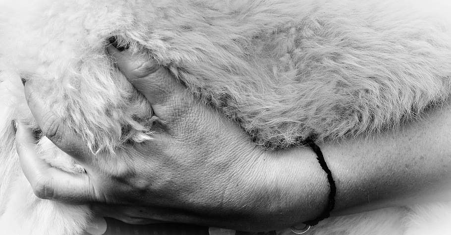 hand, fur, sheepskin, wool, fluffy, love for animals, white fur, HD wallpaper