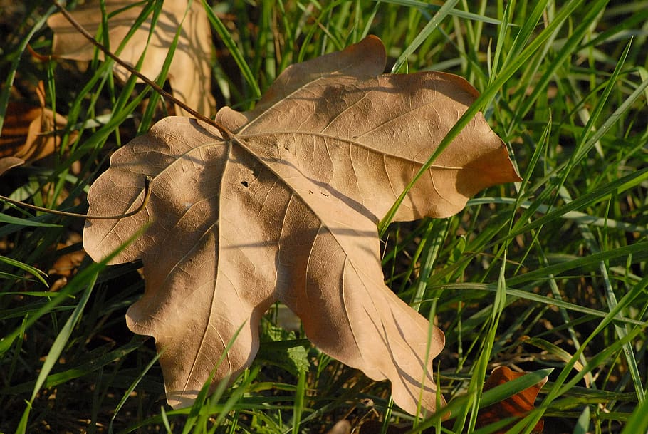 autumn, leaf, fall, brown, plant, grass, land, field, growth HD wallpaper