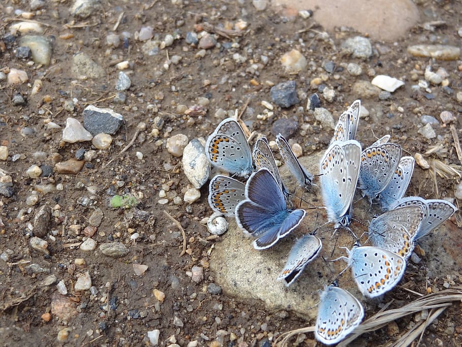 Butterfly, Blue, Stone, nature, outdoors, day, close-up, no people HD wallpaper