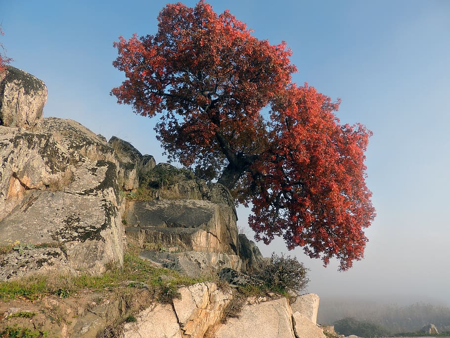 tree, rocks, mountain, nature, red, plant, sky, beauty in nature HD wallpaper