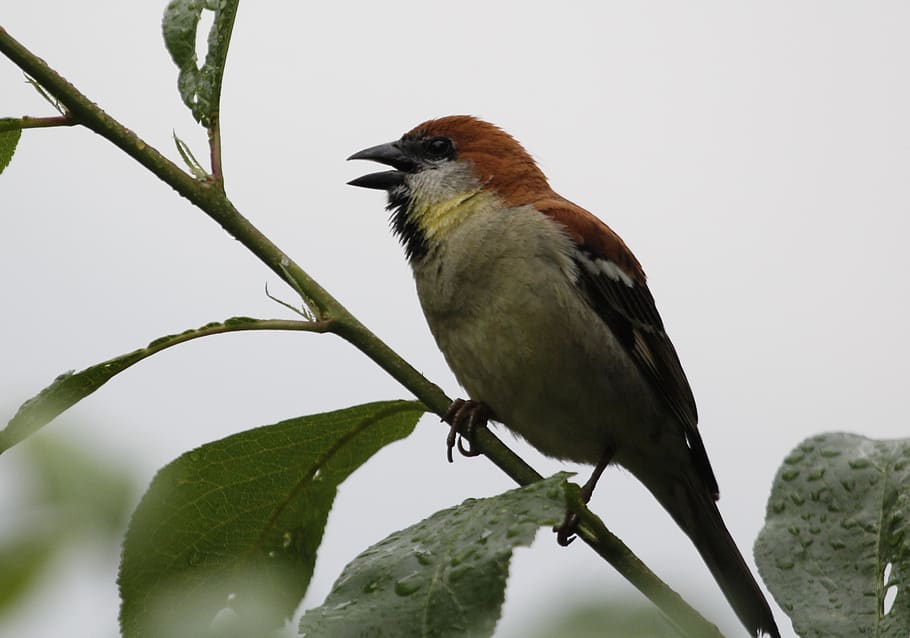 bird, feather, nature, animal themes, animals in the wild, vertebrate HD wallpaper