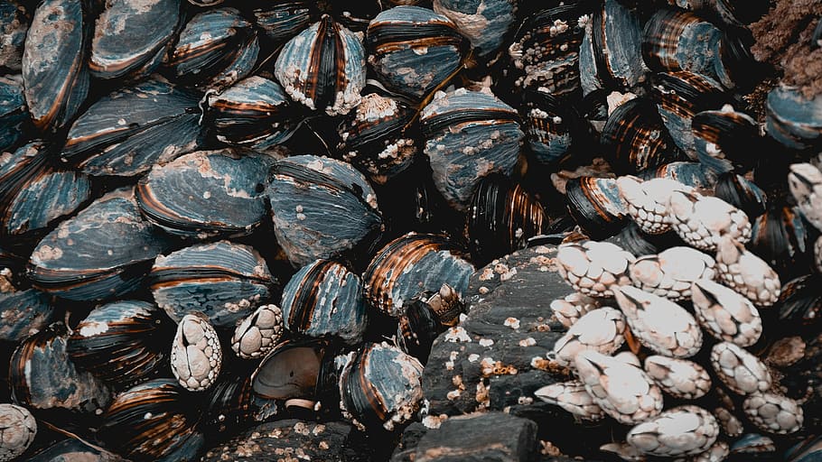 shells, sea, beach, nature, coast, marine, seashell, water HD wallpaper