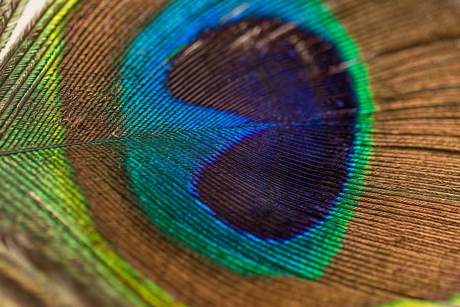 photography of peacock feather, macro photography of a peacock feather HD wallpaper