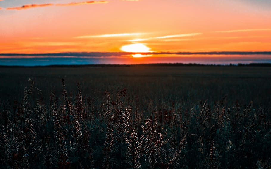 Gray Field during Sunset, clouds, cropland, dark, dusk, evening HD wallpaper