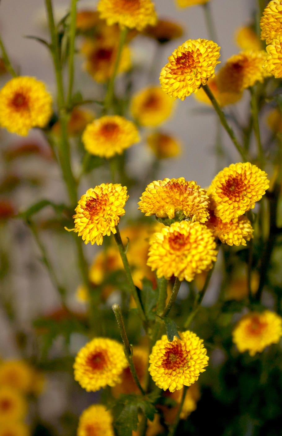 chrysanthemum, cuc bi, flower, yellow, flowering plant, growth HD wallpaper