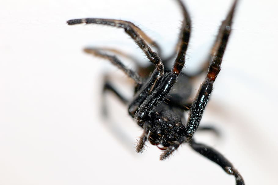 Spider, Scary, Insect, Horror, one animal, animal themes, animal wildlife HD wallpaper
