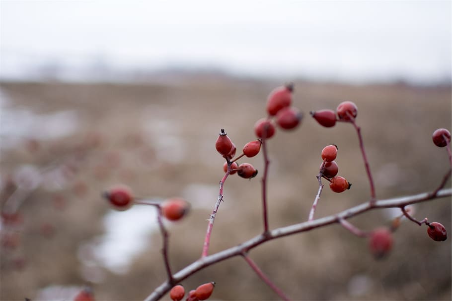 red, berries, branches, food and drink, fruit, healthy eating HD wallpaper