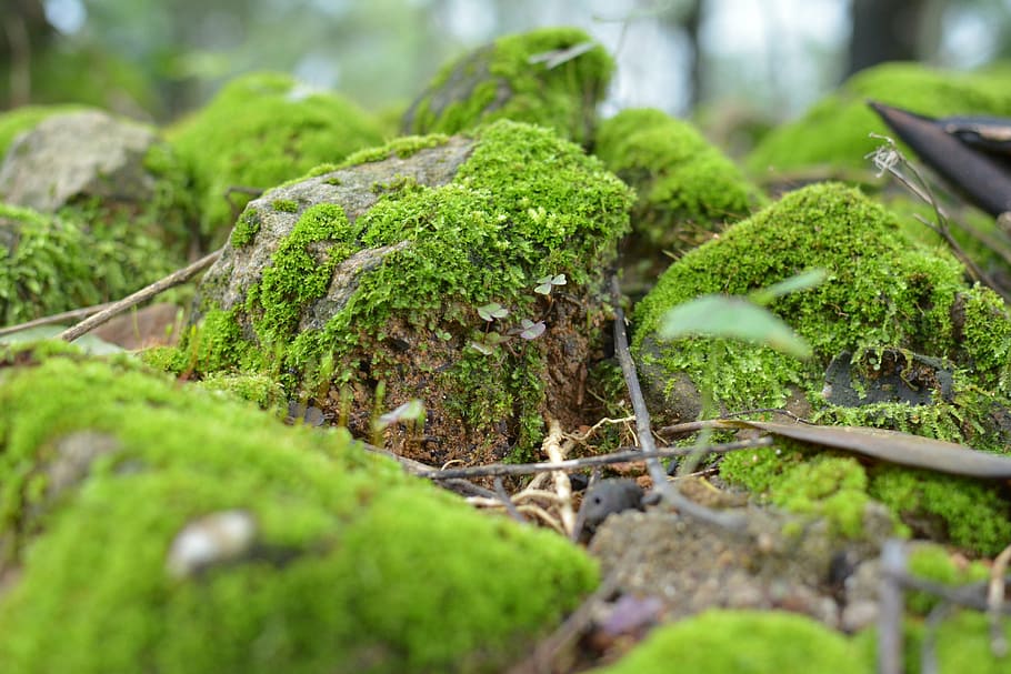 Mossy rocks, Group of rocks on the forest floor with luxuri…