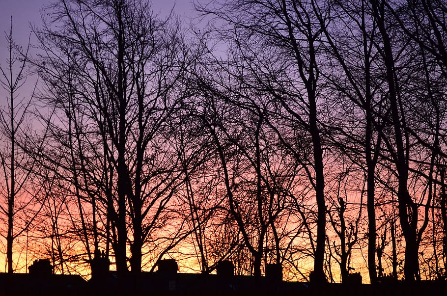 Sunset, Trees, Background, Nature, evening, red, light, effect HD wallpaper