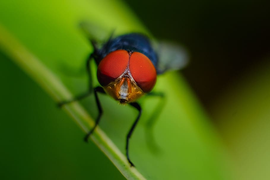 Macro Shot of Fly on Leaf, close-up, insect, little, one animal HD wallpaper
