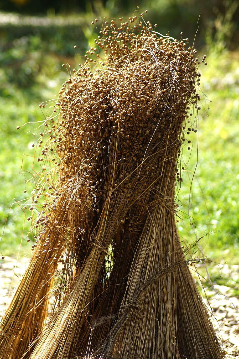 flax, canvas, herbal raw materials, leinbündel, flax seed