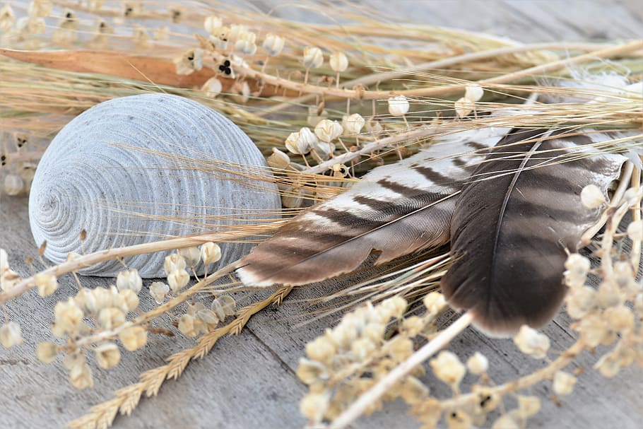 feathers beside sheel, Deco, Decoration, Table, table decorations HD wallpaper