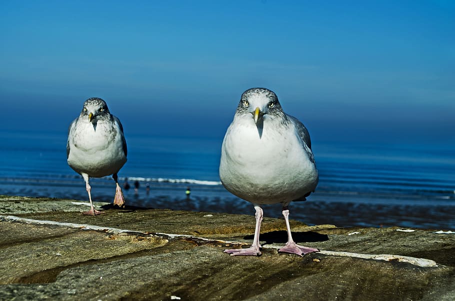 Animals, Background, Beak, Birds, Day, dynamic, feathers, flight HD wallpaper