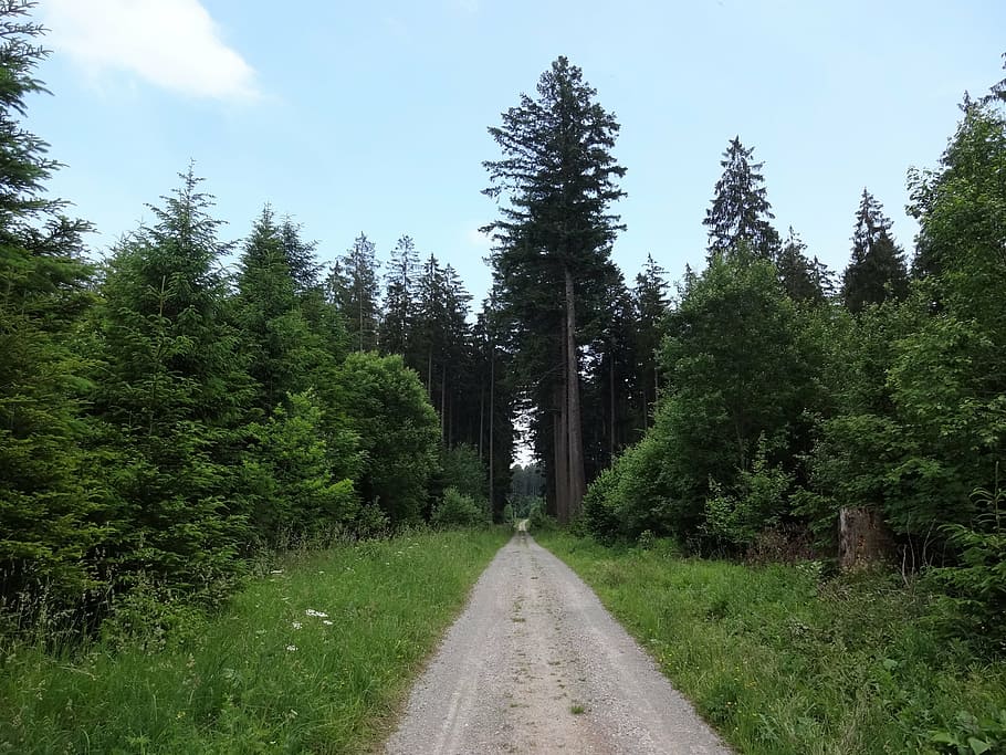 hiking, route, path, lane, track, adventure, wood, vacation HD wallpaper