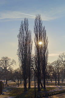 sun, afternoon, trees, branches, airplane, sky, golden, twins HD wallpaper