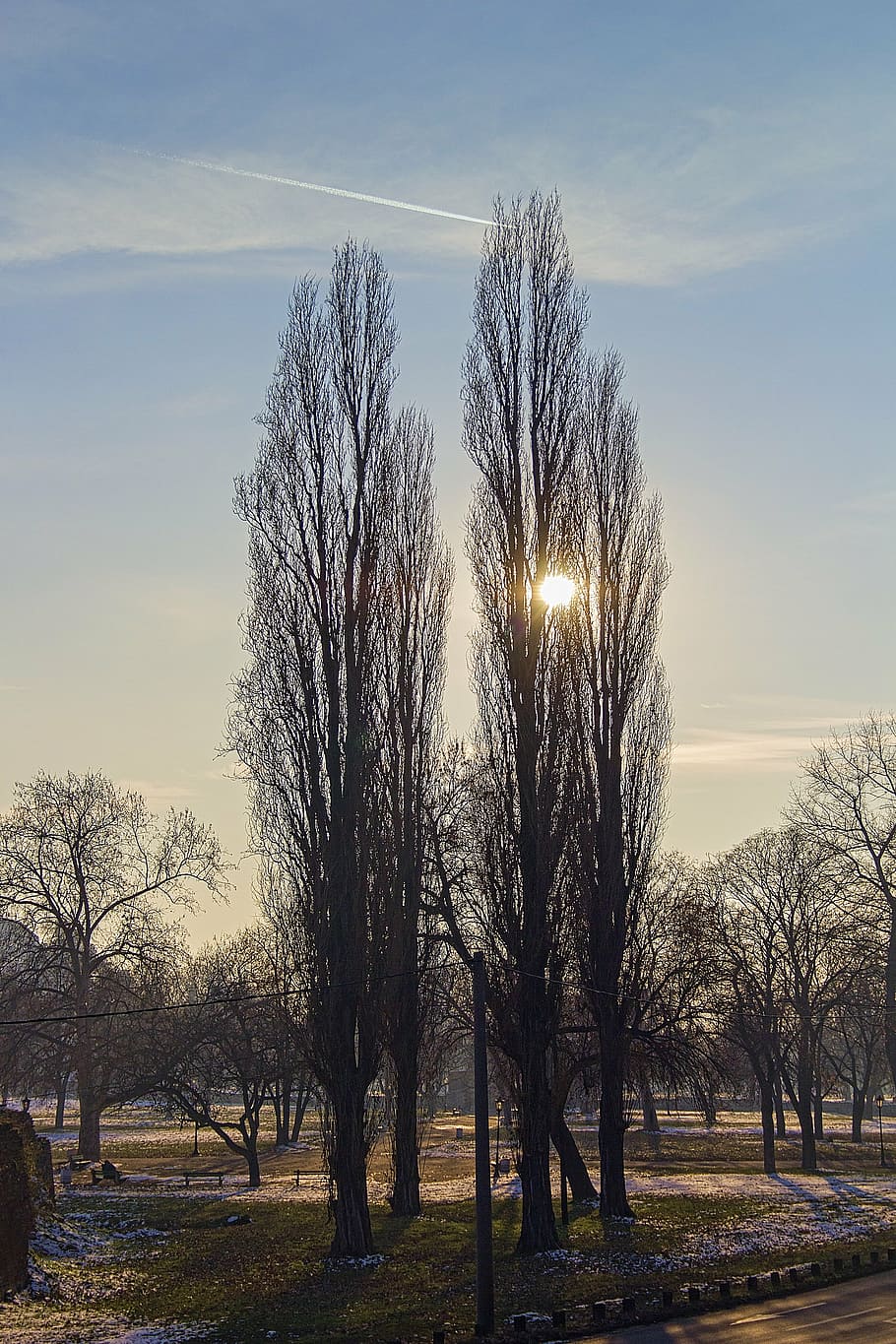 sun, afternoon, trees, branches, airplane, sky, golden, twins HD wallpaper