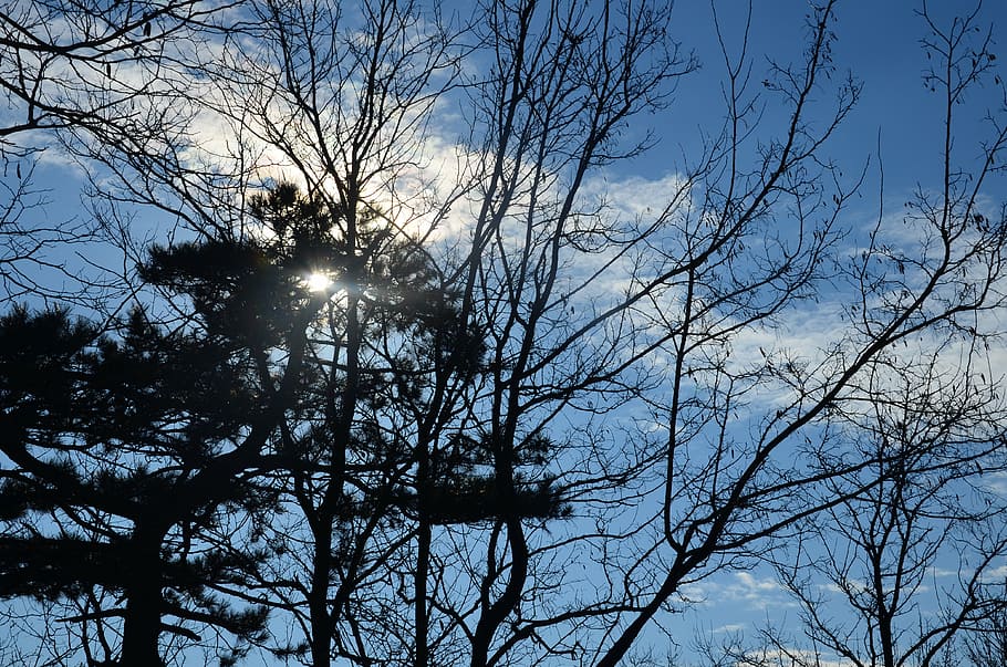 sky, tree, nature, blue, landscape, forest, outdoor, season HD wallpaper