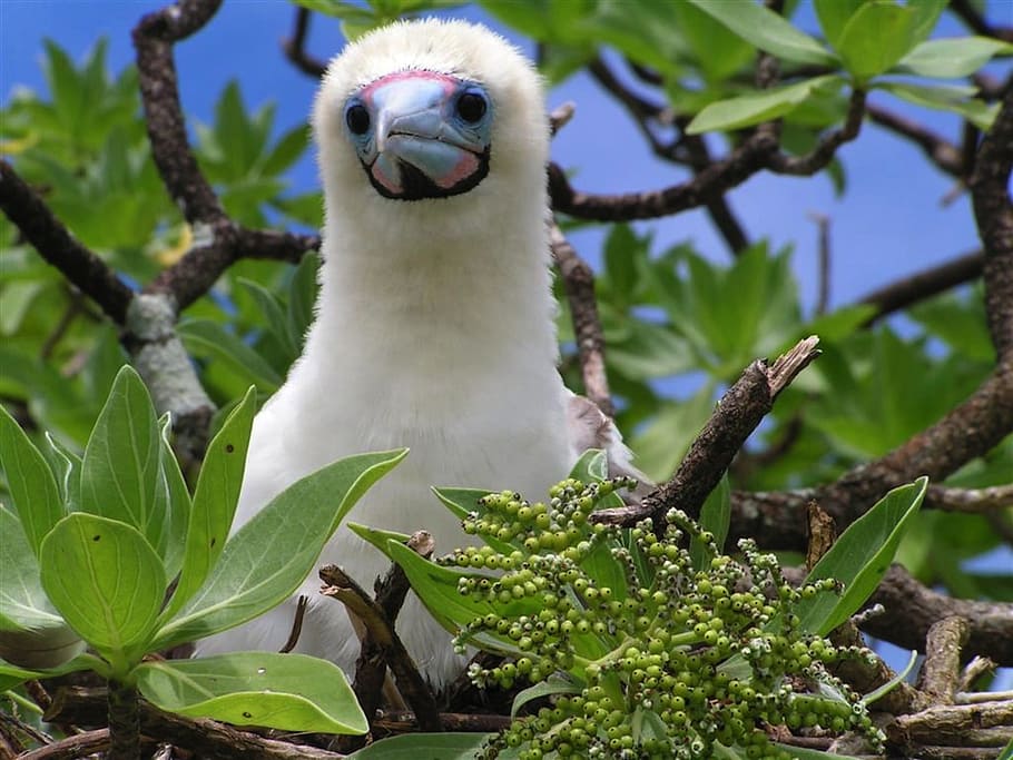 Bird, Tree, Branches, booby chick, nature, outside, close-up HD wallpaper
