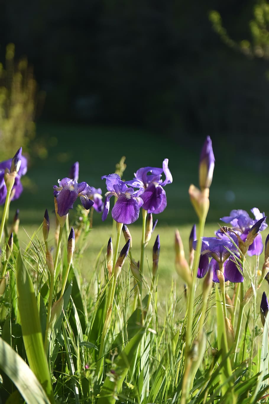 flower, violet colour, spring, iris, nature, purple, plant HD wallpaper