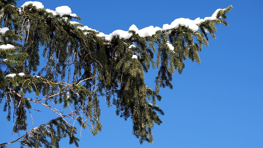 sky, tree, nature, sunny, winter, snow, schönwetter, fir, christmas tree HD wallpaper
