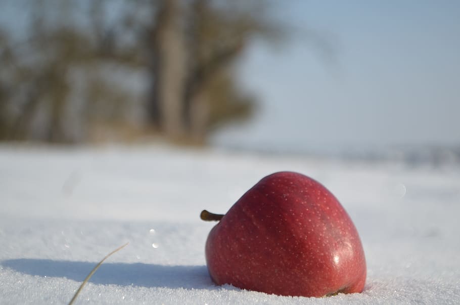 Apple, Winter, Snow, Wintry, White, red, tree meadow, snowy, HD wallpaper