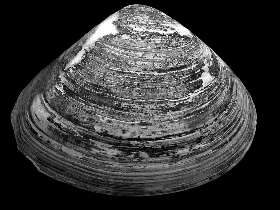 photo of gray seashell, gray clam shell, layers, dark, b and w HD wallpaper