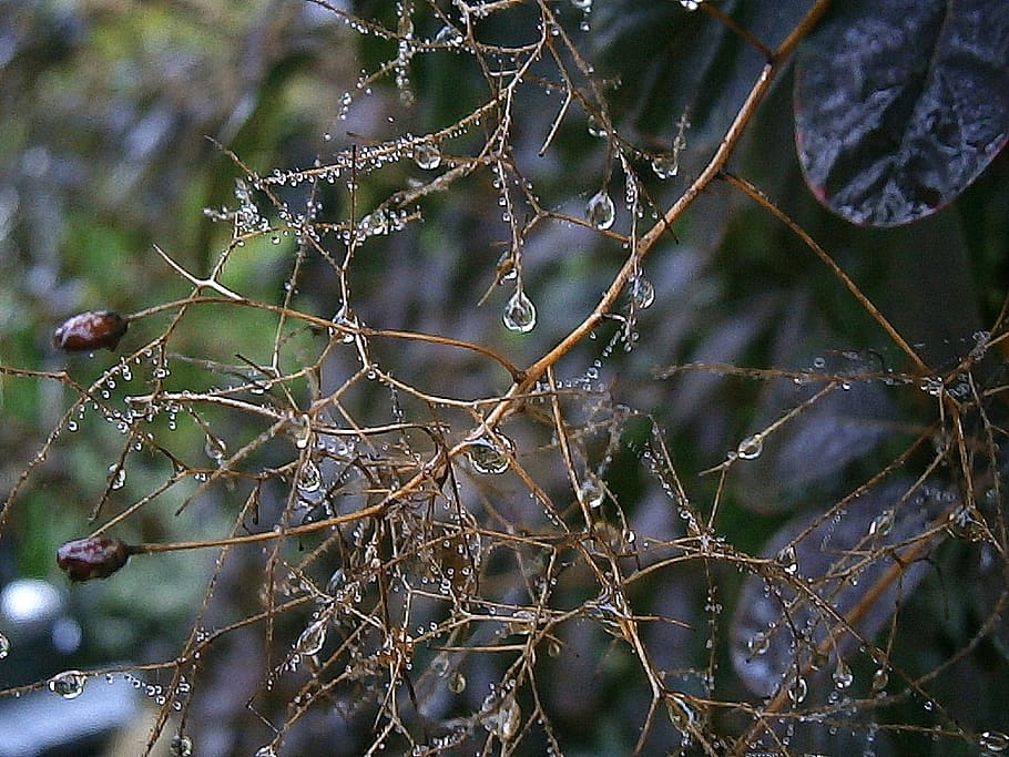 branches, aesthetic, raindrop, drip, water, plant, nature, frisch HD wallpaper