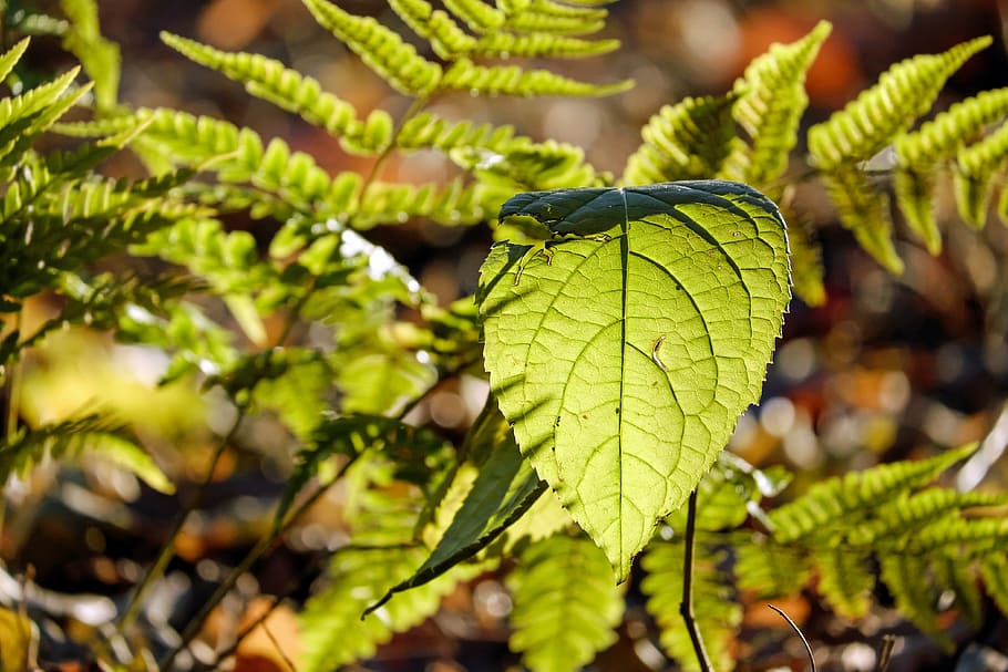 selective-focus photography of green leaf plant behind green fern HD wallpaper