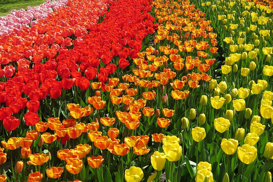 closeup photo of variety of color petaled flowers during daytime HD wallpaper
