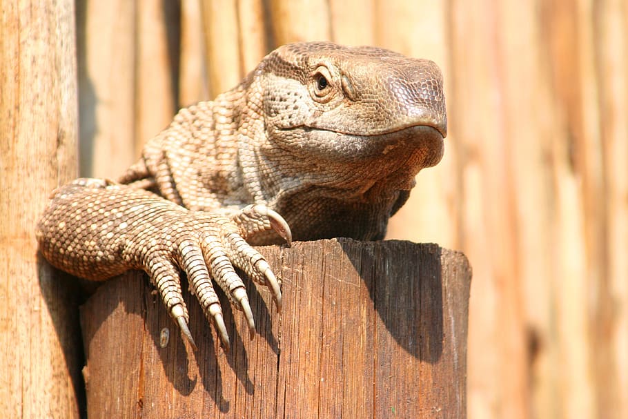 lizard, animal, reptile, creature, animal world, south africa HD wallpaper