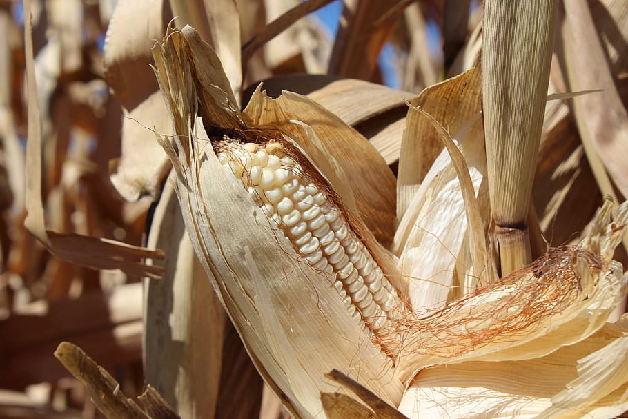 cob, corn, agriculture, cornfield, dried corn, harvest, food HD wallpaper