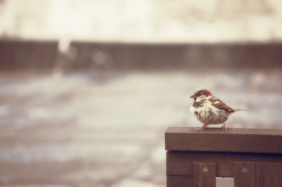 sparrow, bird, rain, trueb, outdoor, nature, animal themes, HD wallpaper