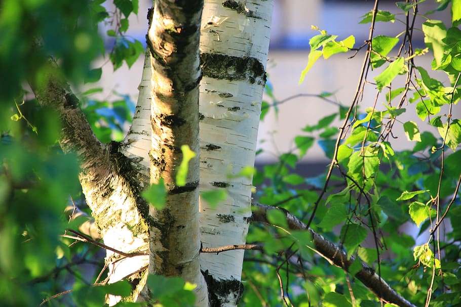 birch, tree, closeup, nature, konary, plant, tree trunk, growth HD wallpaper