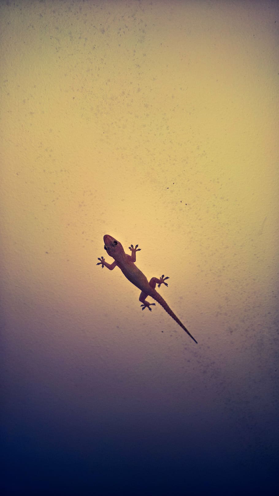 lizard, gecko, reptile, flying, airplane, air Vehicle, silhouette HD wallpaper