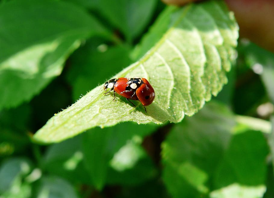 ladybug, pairing, green leaf, spring, beetle, insect, invertebrate HD wallpaper