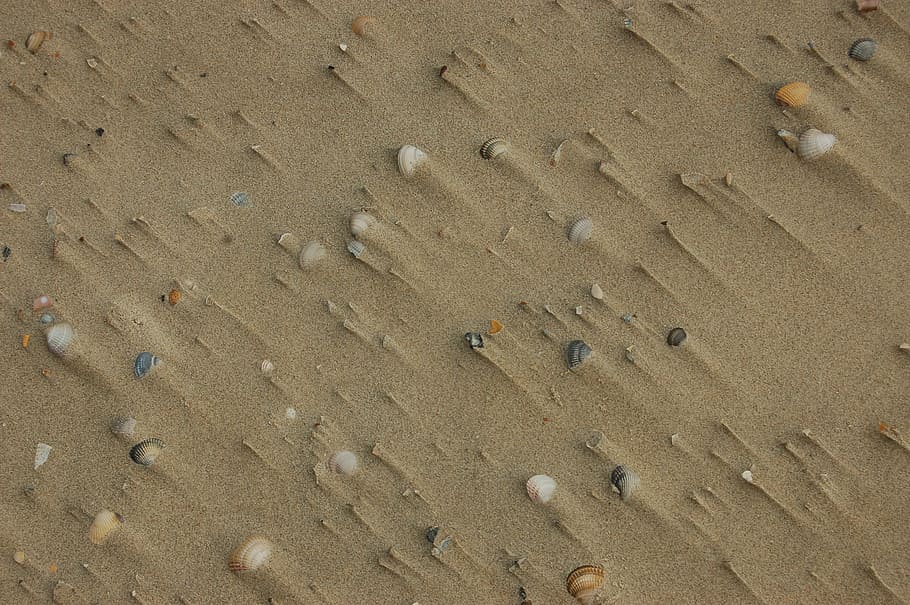 Sand, Beach, Shells, Summer, Holiday, little, backgrounds, nature HD wallpaper