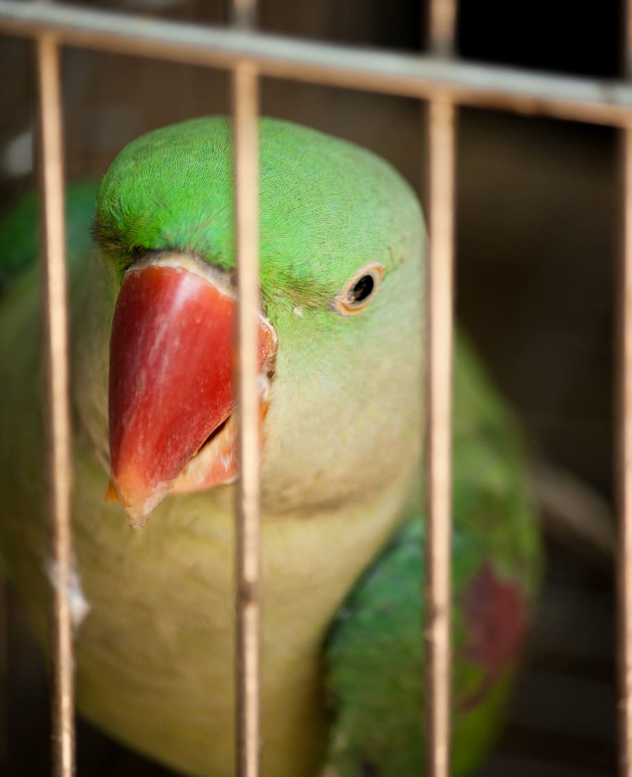 parrot, caged, encaged, bird, animal, tropical, green Color HD wallpaper