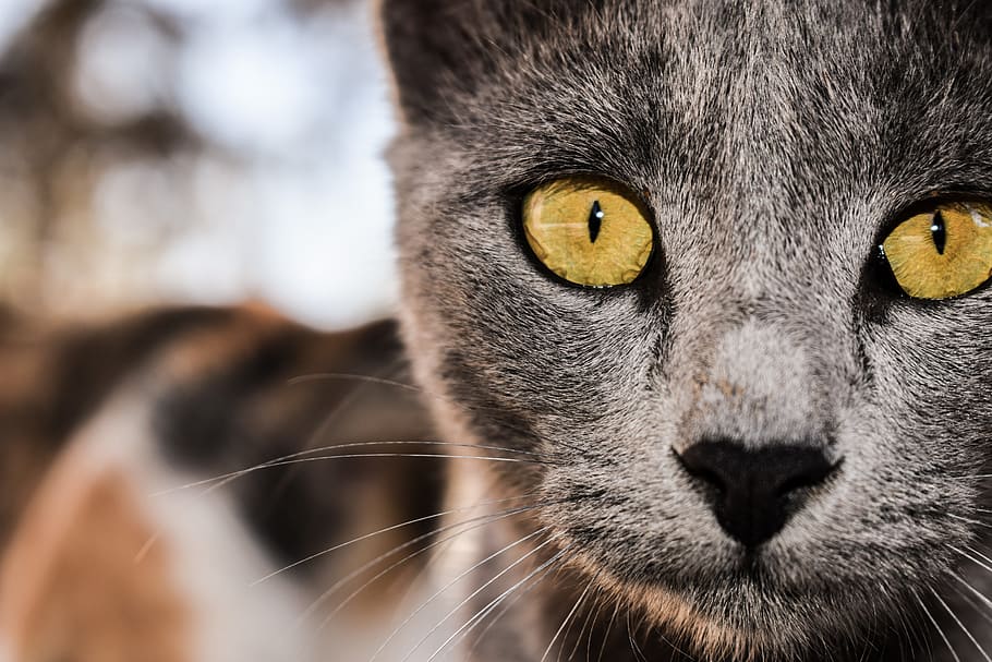 shallow focus photo of gray cat, grey, eyes, looking, animal HD wallpaper