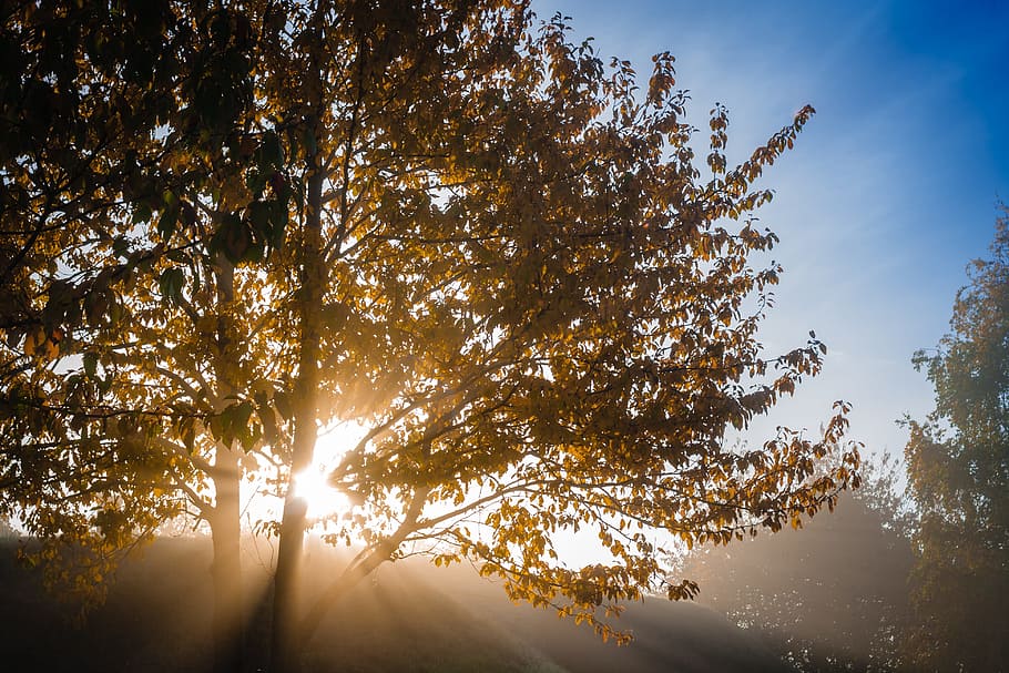 tree, autumn, deciduous tree, leaves, yellow, orange, leaves in the autumn HD wallpaper