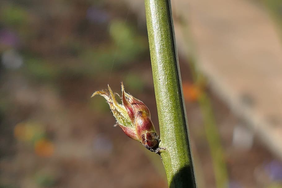 bud, plant, focus on foreground, close-up, day, no people, nature HD wallpaper