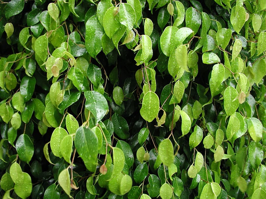 Leaves, Nature, Tree, Rocio, Plants, green Color, leaf, freshness HD wallpaper