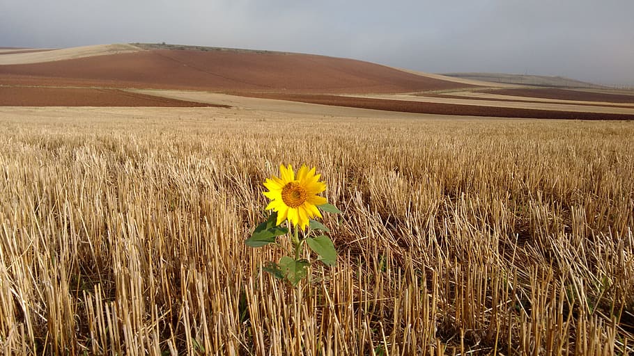 sunflower near brown grass field, Path, Santiago, Magic, loneliness HD wallpaper