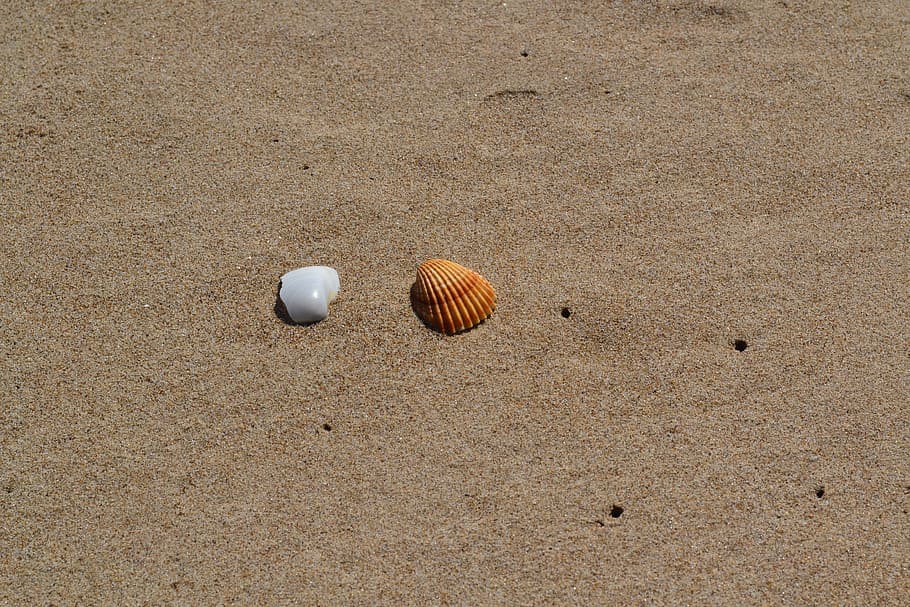 Shell, Sand, Sea, Sea, Beach, ball, day, no people, outdoors HD wallpaper