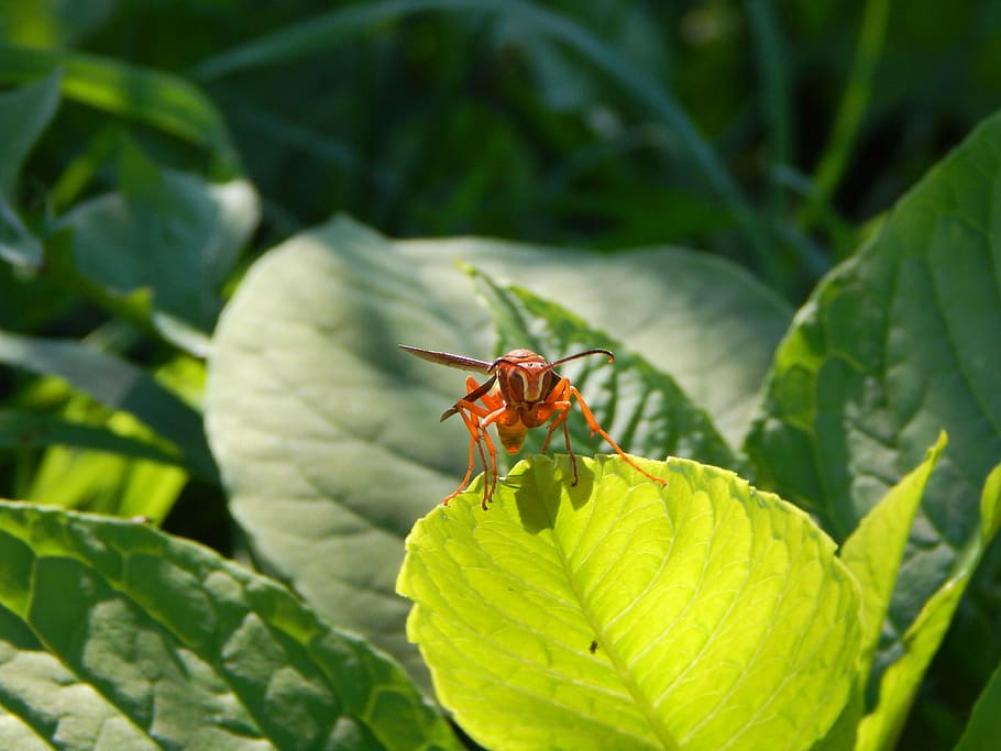 wasp, leaf, insect, nature, yellow, bee, macro, green, animal HD wallpaper