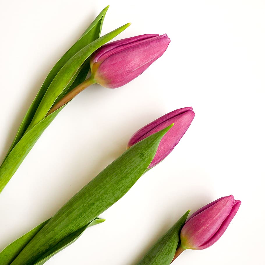 three tulips side by side, three pink tulip flowers, flora, stem HD wallpaper