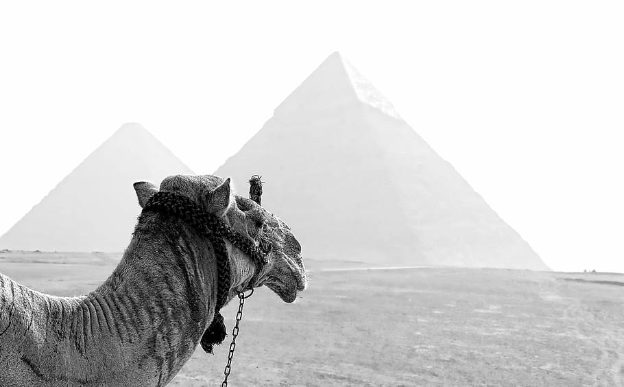 grayscale photography of camel and pyramid, gray camel and pyramids during daytime HD wallpaper