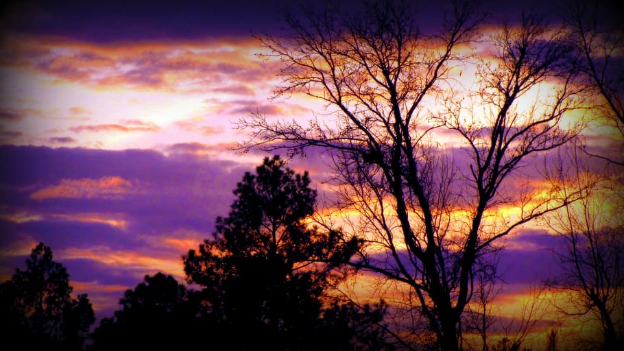 black trees under brown and white sky at golden hour, sunset HD wallpaper