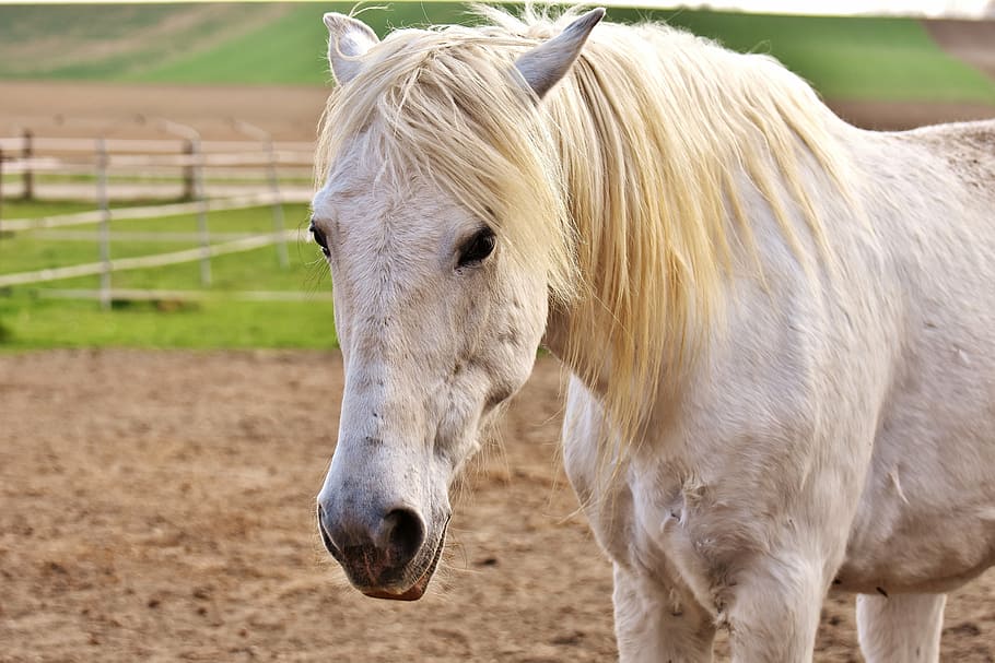 closeup photo of white horse, mold, coupling, pasture, animal HD wallpaper