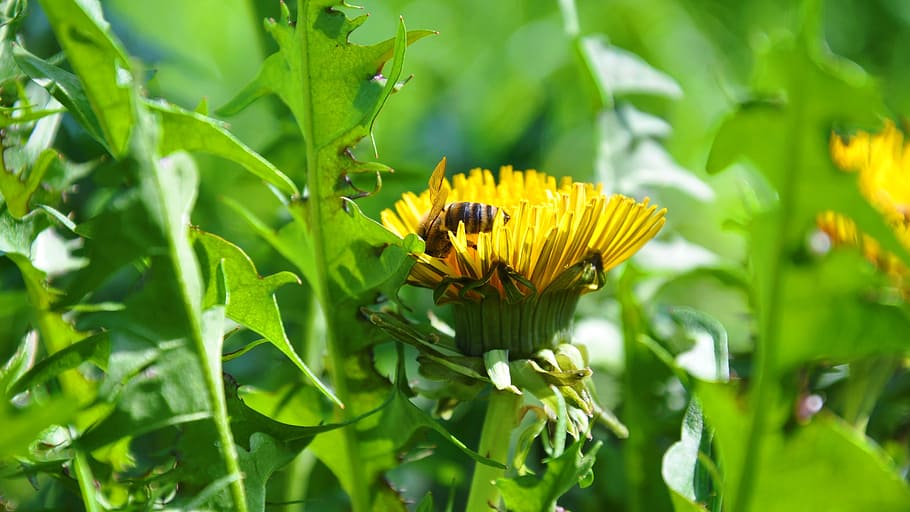 dandelion, bee, spring, flowers, plant, flowering plant, beauty in nature HD wallpaper