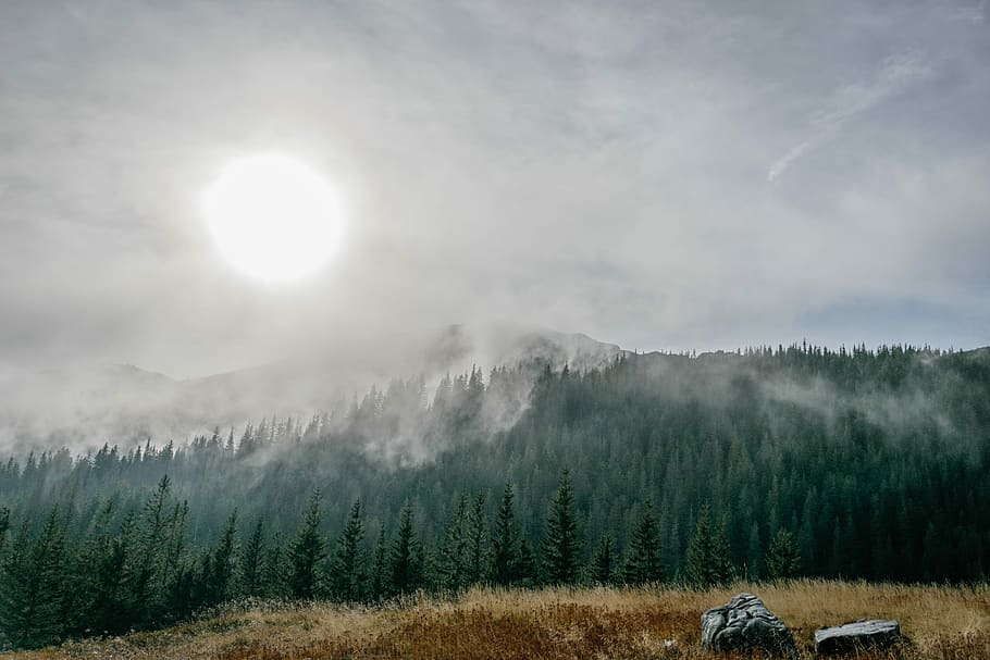 green leafed trees on feet of mountain painting, green spruce trees with fog HD wallpaper